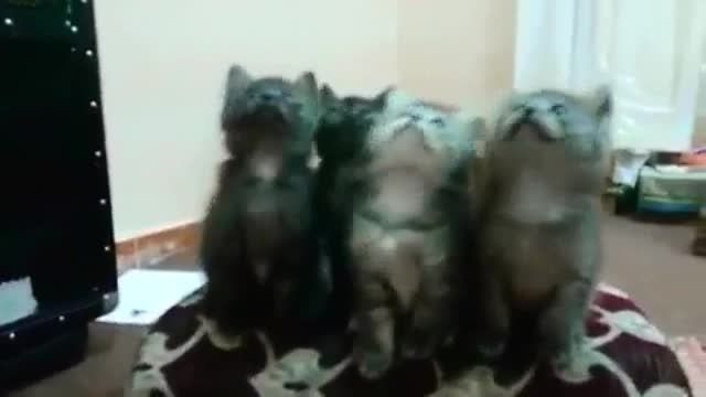 رقص هماهنگ گربه ها با آهنگ حامد پهلان(خیلی بامزس)