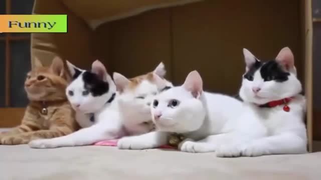 خنده دارترین ویدئو از دنیای گربه ها3 :)) HD
