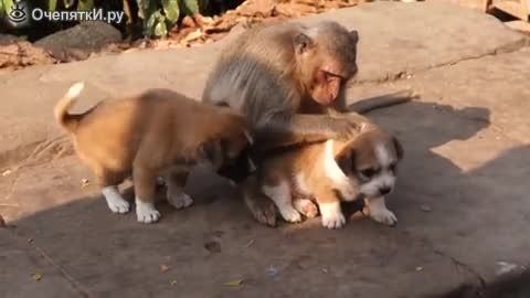 میمون مهربان