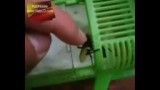 بازی با زنبور