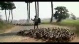 رژه ارتشی اردک ها پربازدیدترین ویدیو حیوانات در یوتویوب