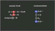 چرخه اسید سیتریک در میتوکندری