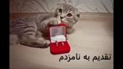 دیگه گربه هام نامزد دارن و ما نداریم :/