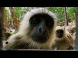 میمون و دوربین