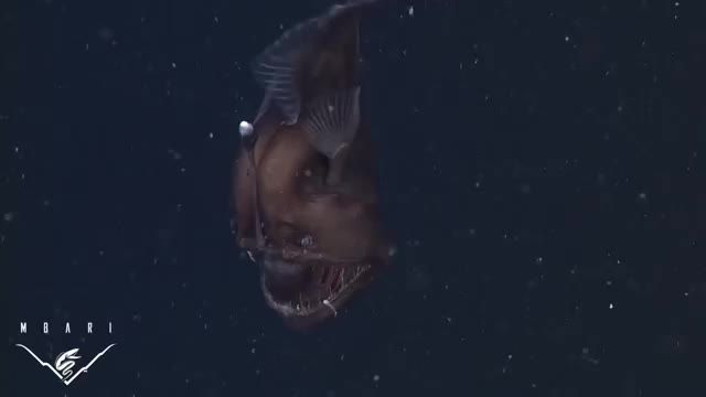 نخستین تصاویر از ماهی عجیب و ترسناک Anglerfish