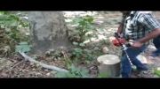 تزریق مستقیم کود به تنه درختان فضای سبز