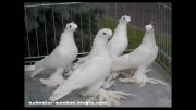 کبوتر زینتی(ارزش دیدن داره100%)