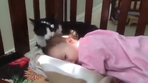 لیس زدن گربه