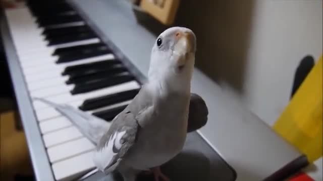 آواز خواندن جالب یك پرنده زیبا