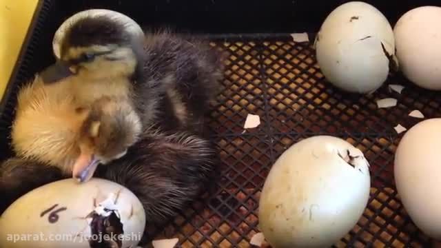 جوجه کشی مصنوعی تخم اردک