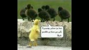 جوجه اردک مهربان!!!