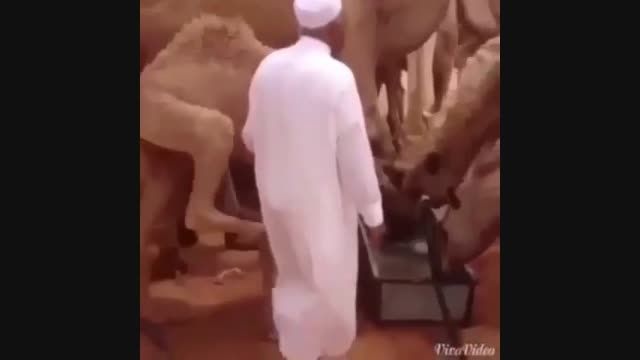 شتر عرب
