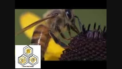 زنبوردار نمونه شهرستان خوانسار