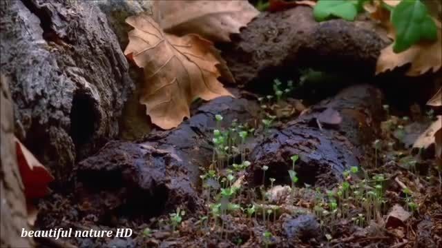 (mushroom time lapse(hd