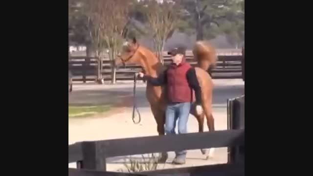 واردات اسب عرب
