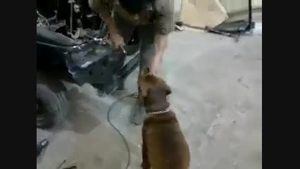 سگ باهوشی كه تو كار دستیار تعمیر ماشینه!!!