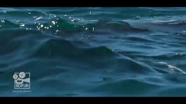 دلفین ها در جزیره هنگام