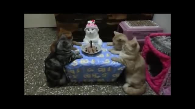 اوخی:) گربه ها واسه خواهرشون تولد گرفتن ^_^ یاد بگیرین!