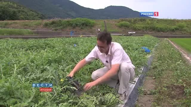 روش ساخت هندوانه مکعبی در ژاپن