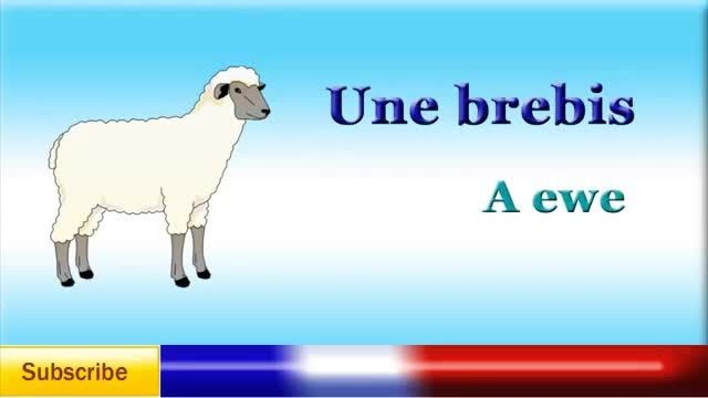 آموزش نام حیوانات در زبان فرانسوی 2