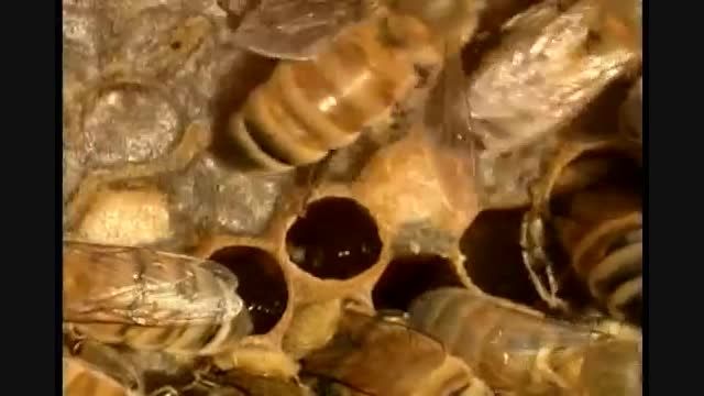 تولید عسل طبیعی