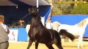 جشنواره زیبایی اسب عرب