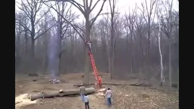 درختان را قطع نکنید!