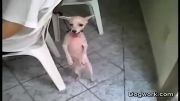رقص جالب سگ