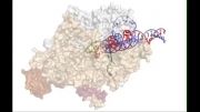 مدل سه بعدی چرخش RNAپلیمرازباکتری درساخته شدنRNAاز DNA