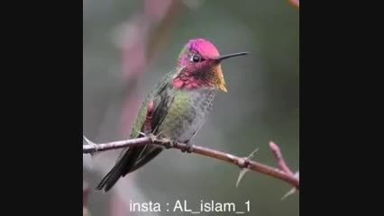 پرنده ای عجیب در  قرآن