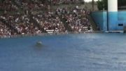 پرش 10 متری انسان بوسیله نهنگ قاتل