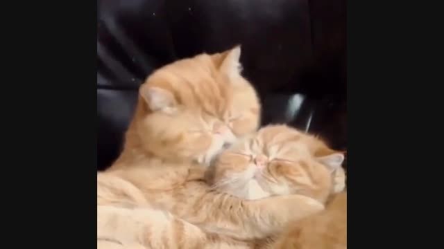 بوس کردن گربه با عشق