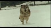 Beautiful wolf howling