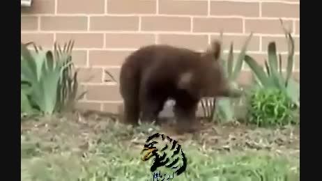 اتسه کردن خرس دیدین ؟