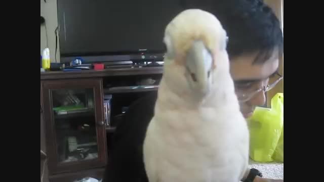کاکادو گوفین (Goffin Cockatoo)