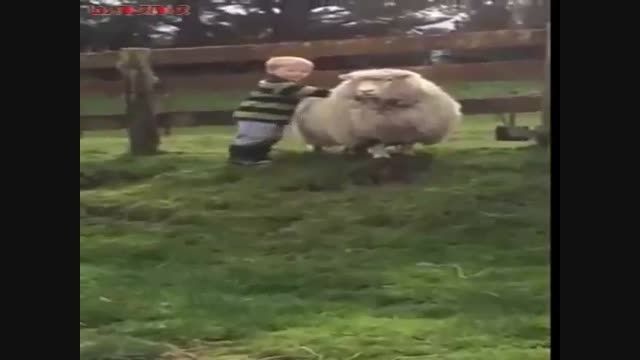 کودک بچه گوسفند سوار فیلم کلیپ گلچین صفاسا