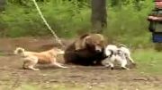 حمله سگها به خرس قهوهای خسته
