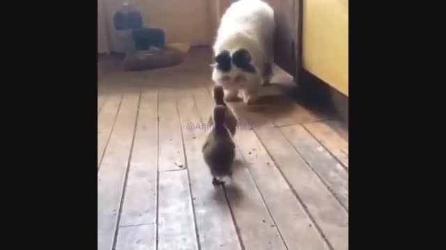 ترس سگ از دوتا بچه اردک
