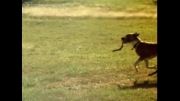 آموزش انیمیشن سازی و کارتون- دویدن آهسته سگ