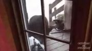 حمله خرس به خانه و شجاعت گربه در جنگ باخرس