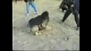 برتری کامل سگ گله آسیا مرکزی (CAO) از پیت بول