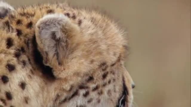 Cheetah - Fastest Runing Animal  -   1080 HD