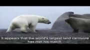 حیوانات قطبی - قسمت سوم