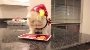 گربه بامزه با لباس مرغ غذا میخوره!