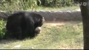 خورده شدن انسان توسط خرس