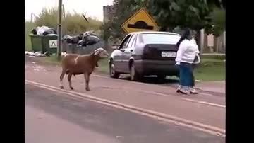 گوسفند دیووووووونه