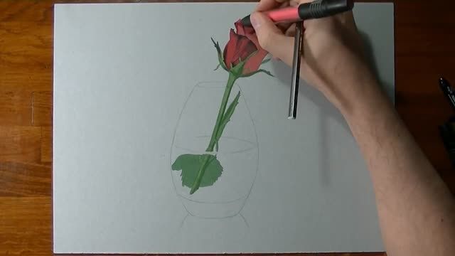 Drawing Time Lapes-Red Rose