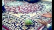 بلند کردن هندوانه توسط کودک یک ساله و نیمه