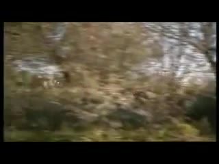 شکار 7 ایمپالا در یک حمله توسط ببر