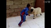 ترسیدن بچه از گوسفند